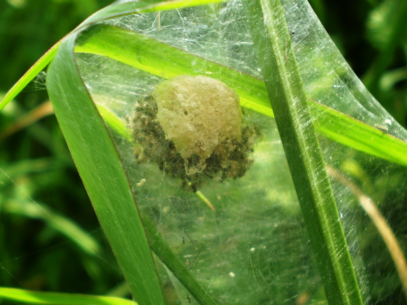 Cucciolata di...  Pisaura sp.